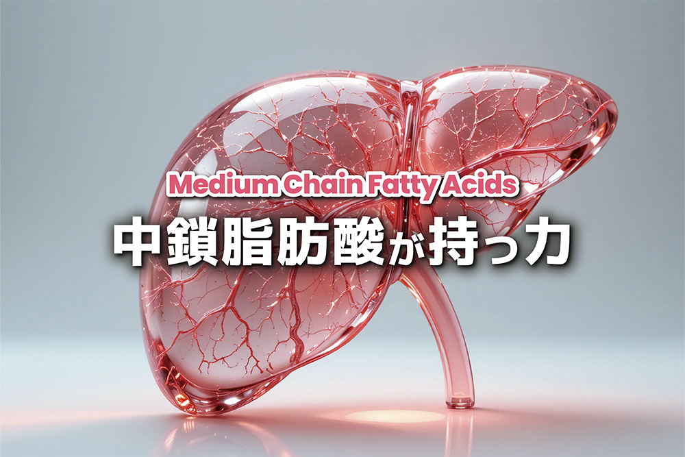 「肝臓に脂肪を溜めない食習慣」 ~中鎖脂肪酸が持つ力とは~